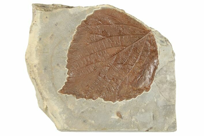 Fossil Leaf (Davidia) - Montana #190438